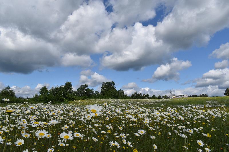 Un champ de marguerites en fleur