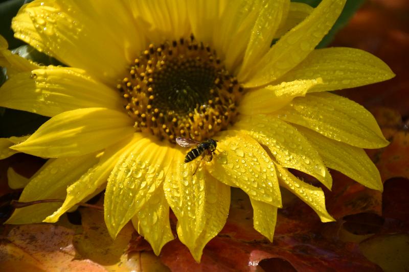 Une fleur de tournesol au jardin