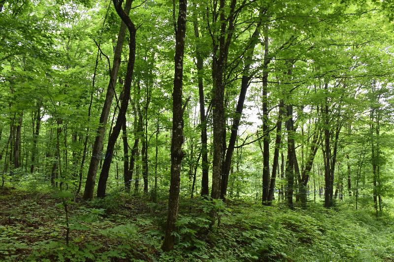 Une forêt de feuillus en été