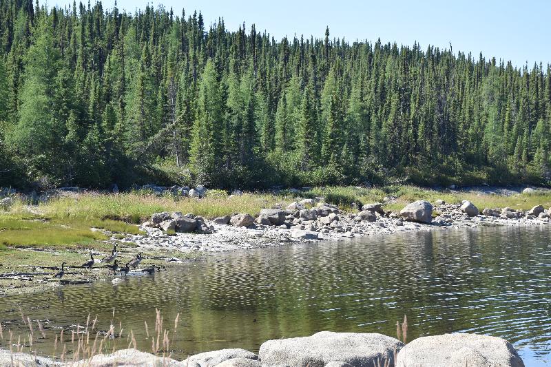 Des bernaches sur le rivière