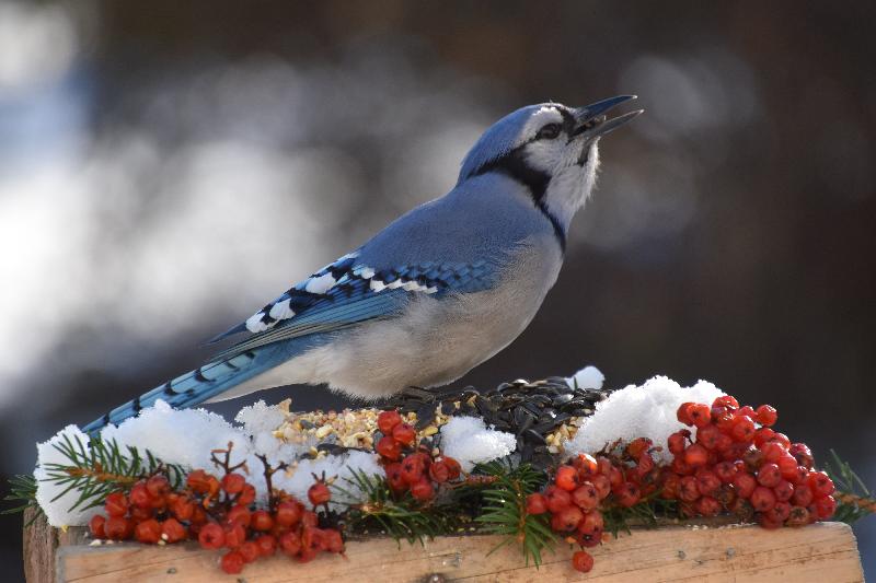 Un geai bleu à la mangeoire du jardin