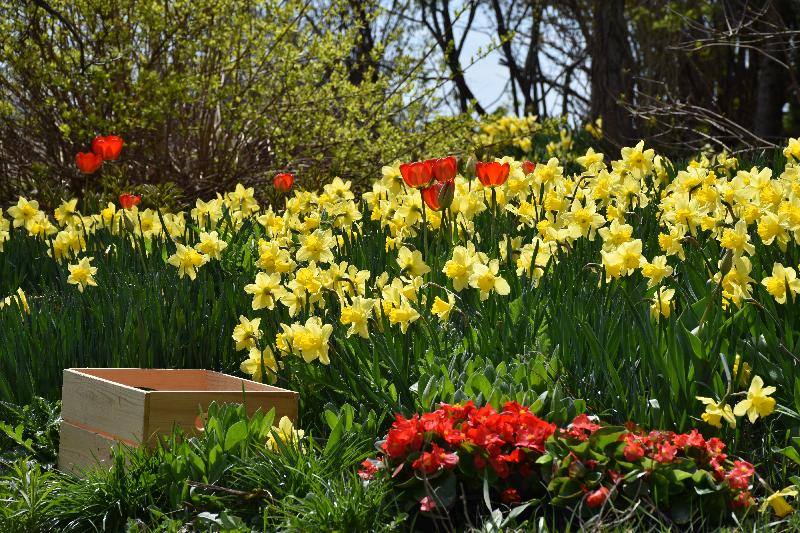 Les premières fleurs au jardin