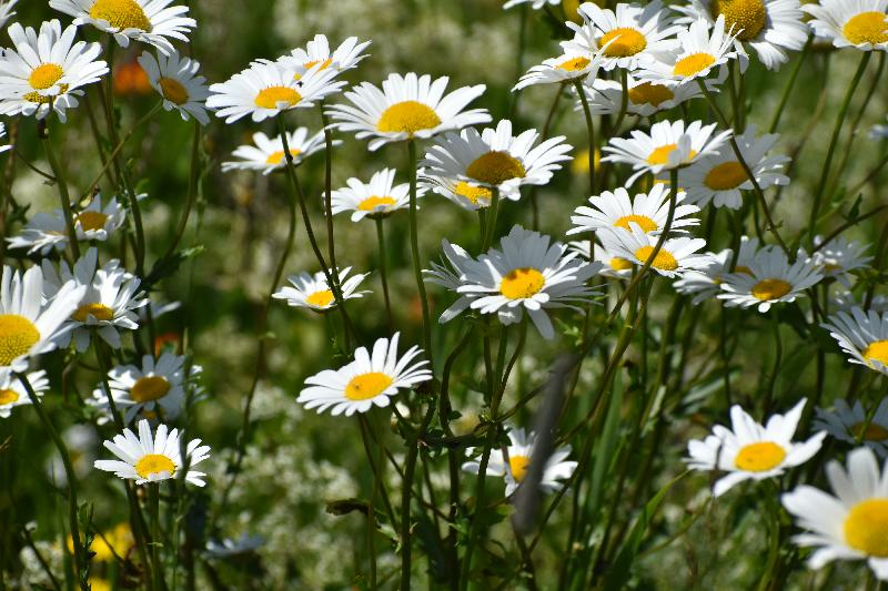 Un champ de marguerites en fleur