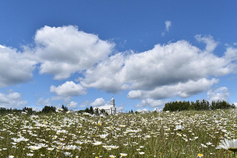 Un champ de marguerites en fleur