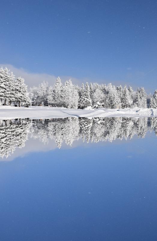 Première neige sur la forêt