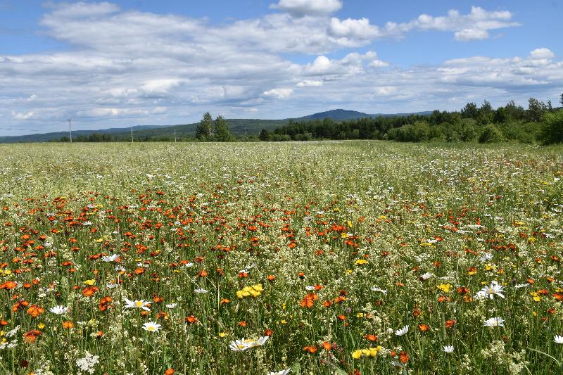 Un champ de fleurs sauvages