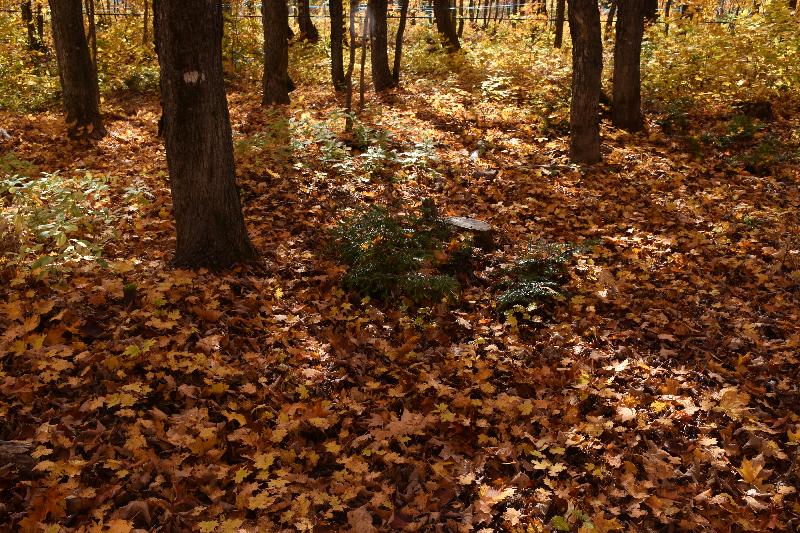 Une érablière en automne