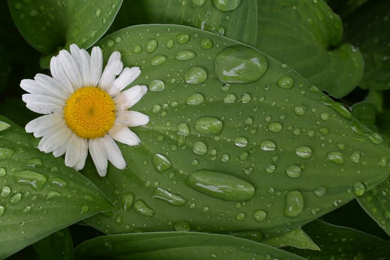 Une fleur au jardin après la pluie