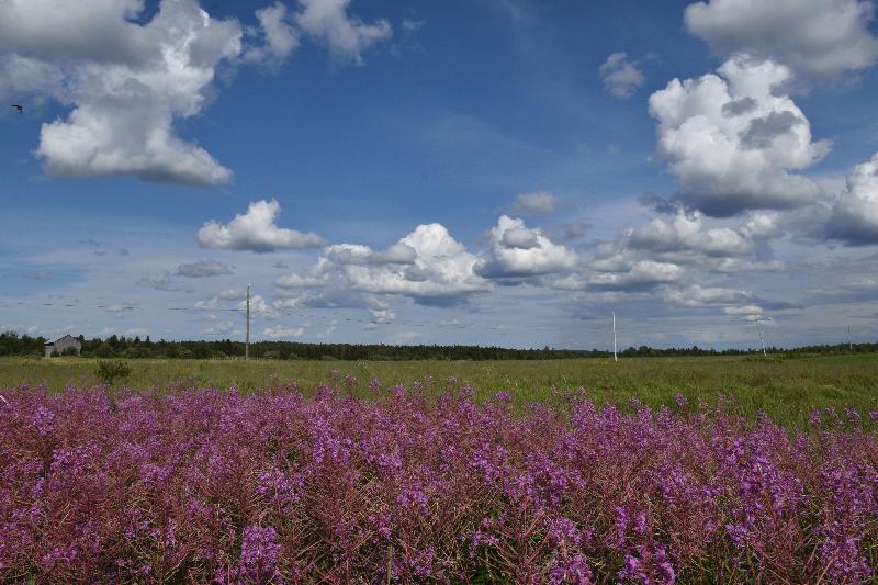 Un champ de fleurs sauvages en été