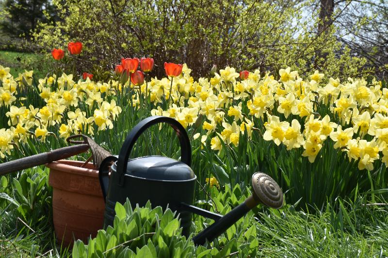 Les premières fleurs au jardin