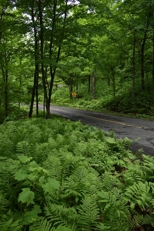 Une route de campagne en été