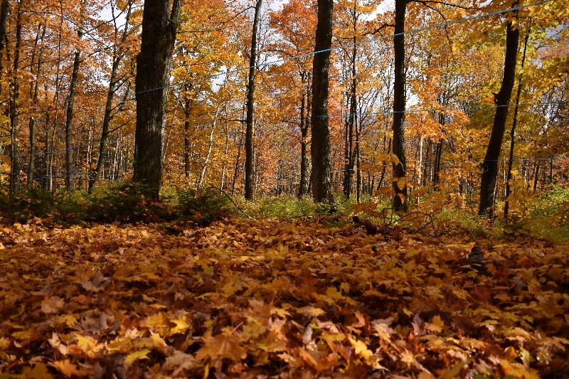 Une érablière en automne