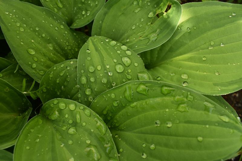 Le jardin après la pluie