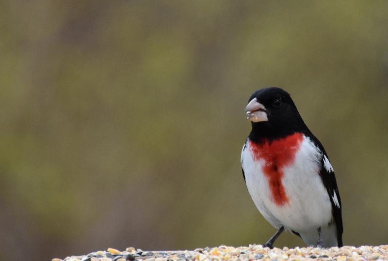 Un cardinal à poitrine rose au jardin