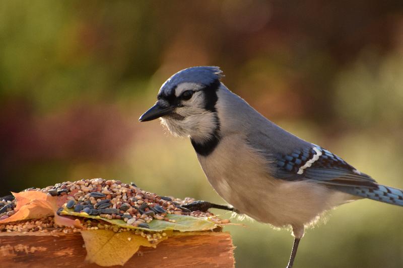 Un geai bleu à la mangeoire en automne