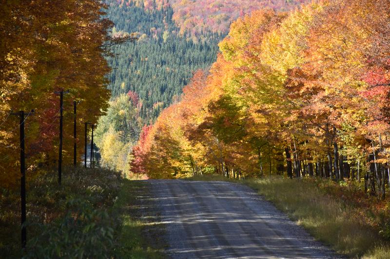 Une route de campagne en automne