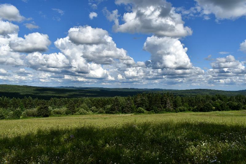 Un champ d'avoine sous un ciel d'été