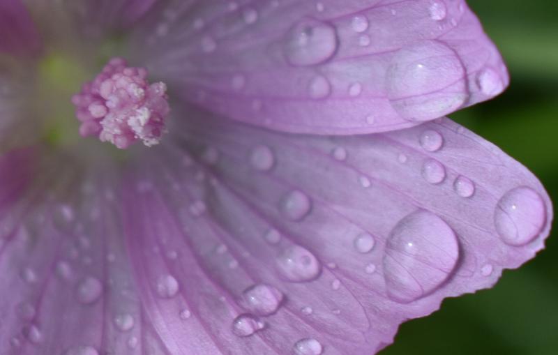 Une fleur mauve sauvage au jardin