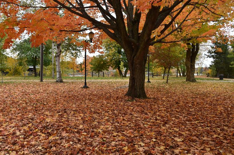 Des feuilles au parc en automne