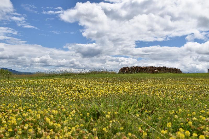 Un champ en fleur en été