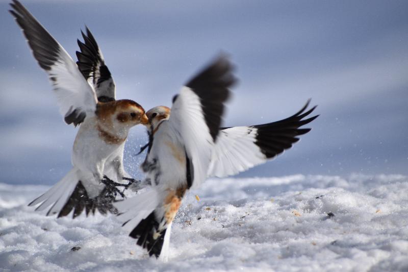 Des bruants des neiges en hiver