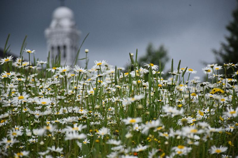 Un champ de fleurs sauvages 