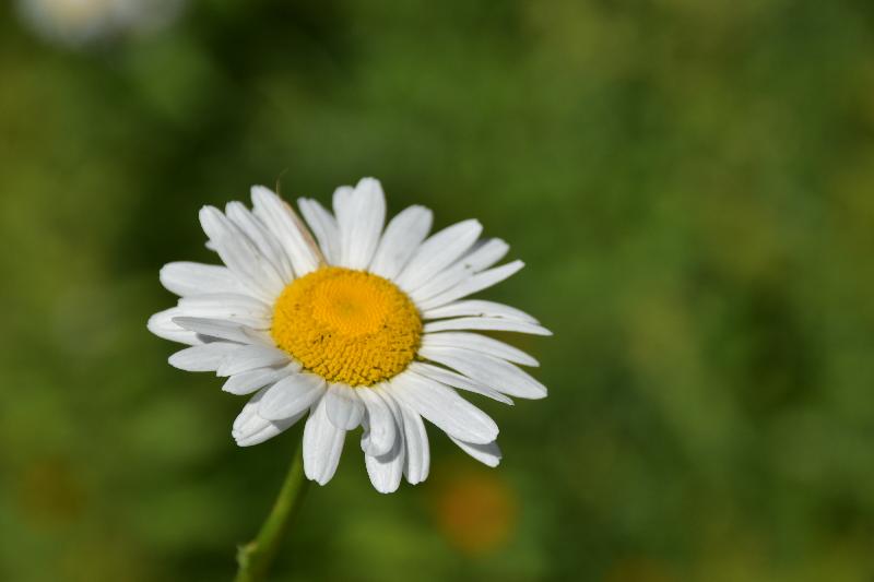 Une fleur marguerite au jardin