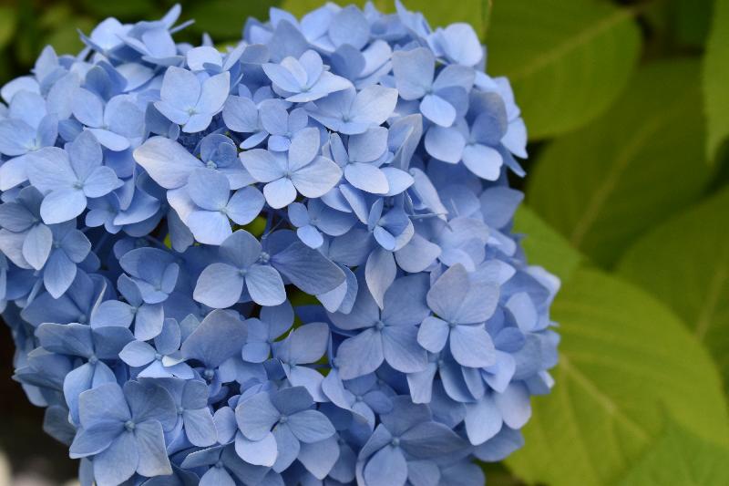 Un hydrangea en fleur au parc