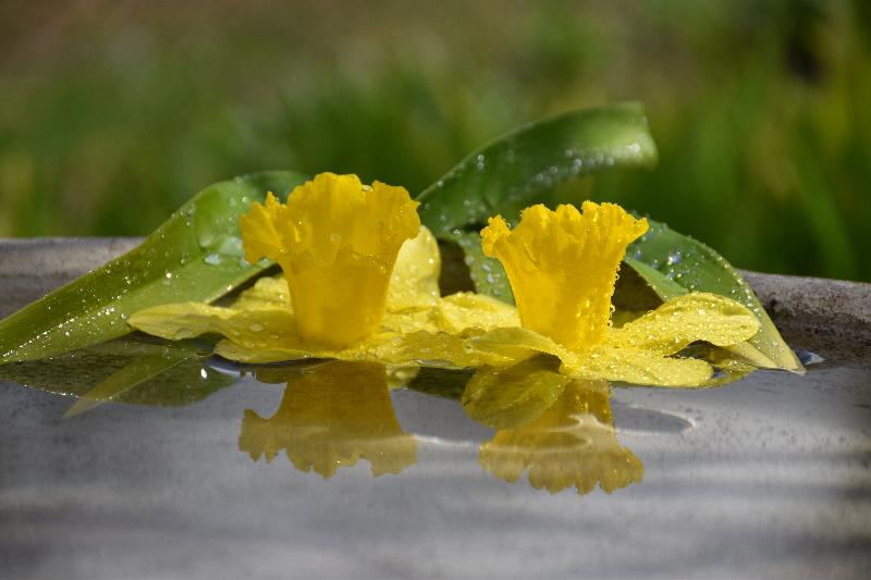 Des jonquilles au jardin