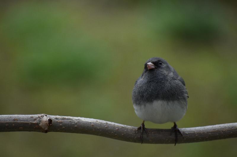 Un oiseau junco au jardin