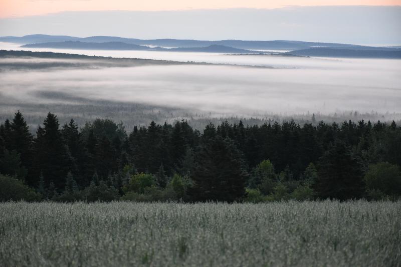 Un brouillard un matin d'automne