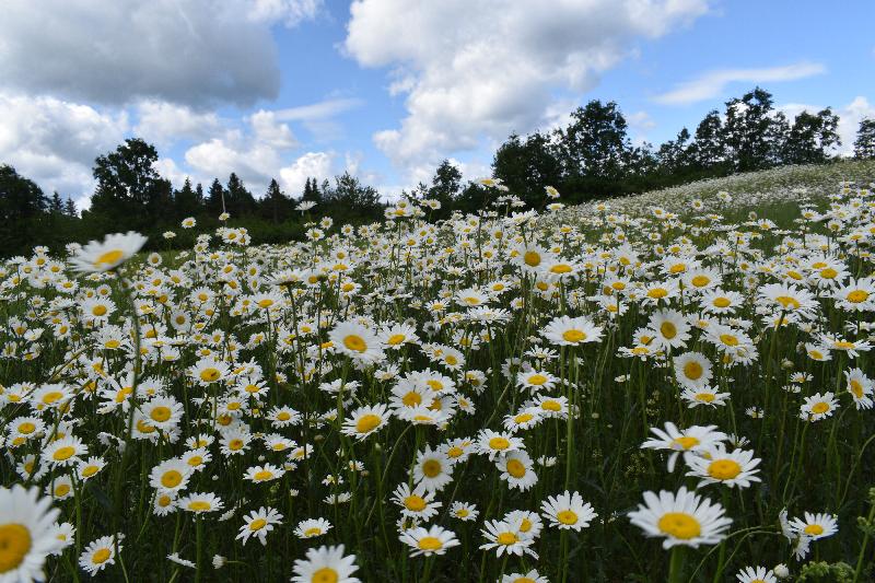 Un champ de marguerites en fleur