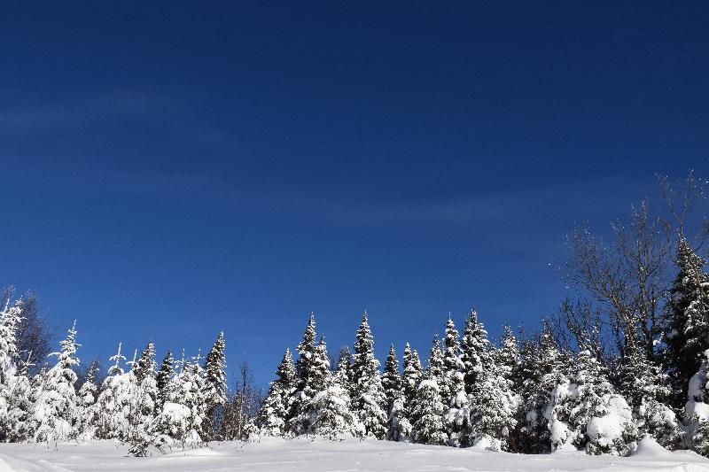 Une forêt enneigées après la tempête