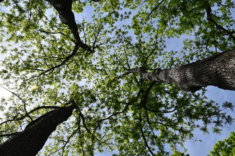 Des érables au printemps