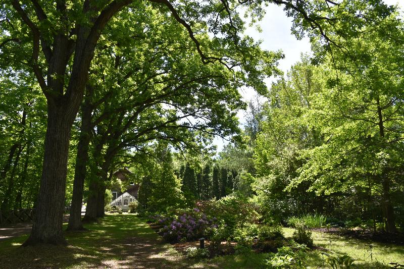 Des arbres au jardin en été