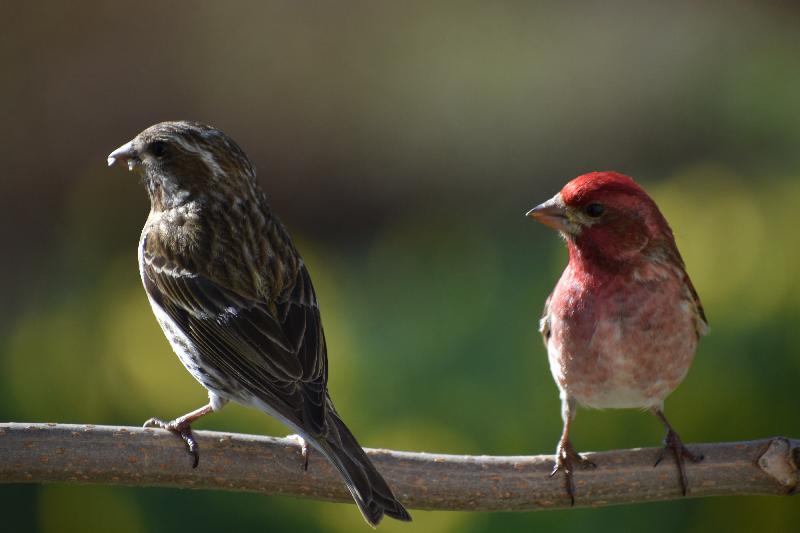 Des oiseaux au jardin