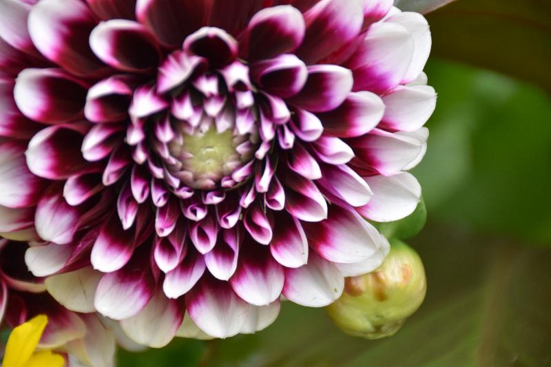 Une fleur au jardin