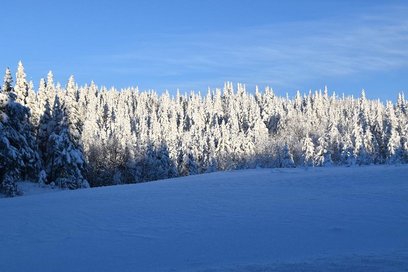 Une forêt enneigée après la tempête