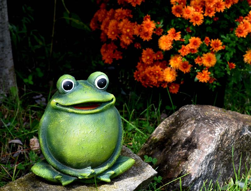 Une grenouille veuille au jardin