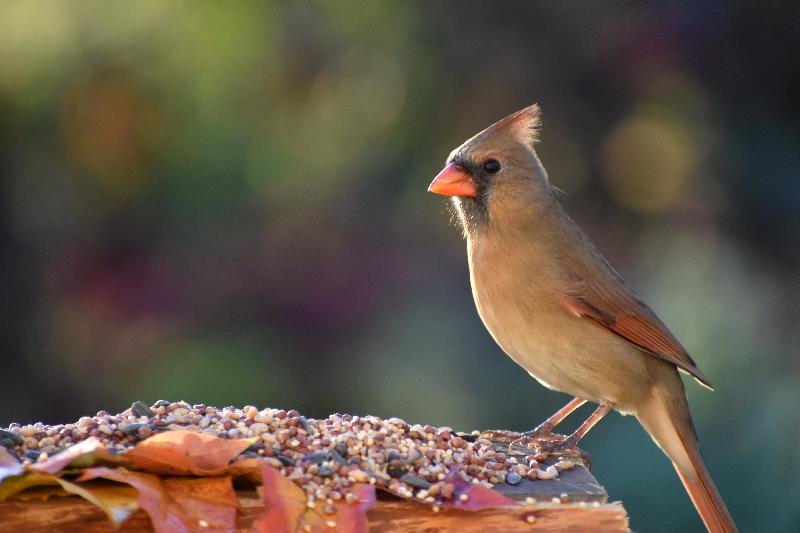 Une femelle cardinal à la mangeoire