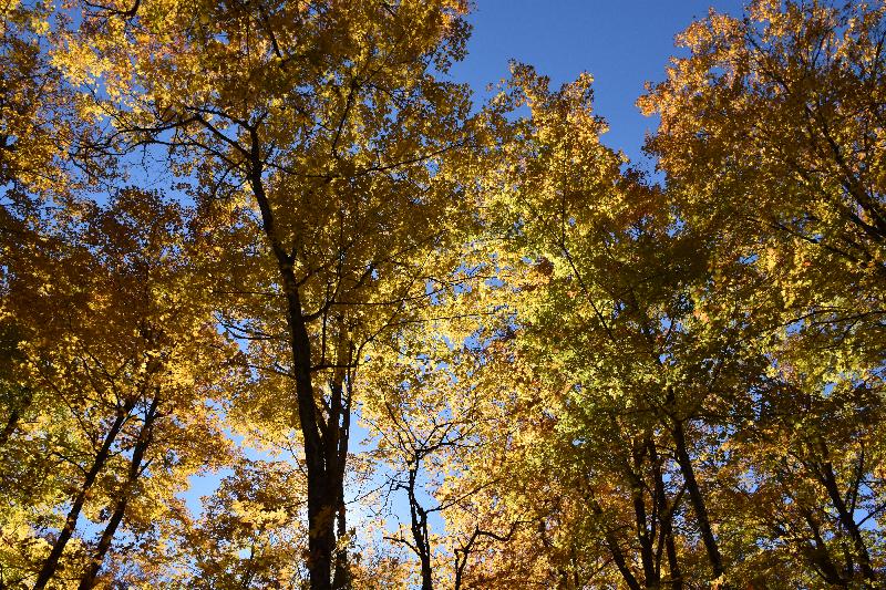 Une érablière en automne