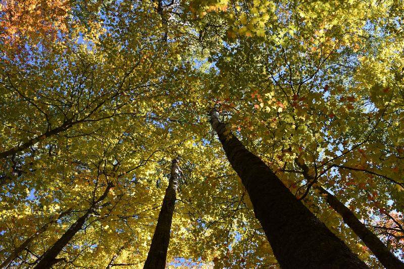 Un feuillage d'érablière en automne