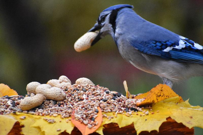 Un geai bleu à la mangeoire du jardin à l' automne