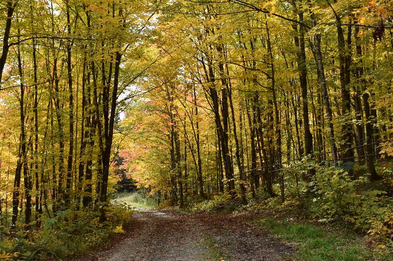 Un sentier en forêt à l'automne