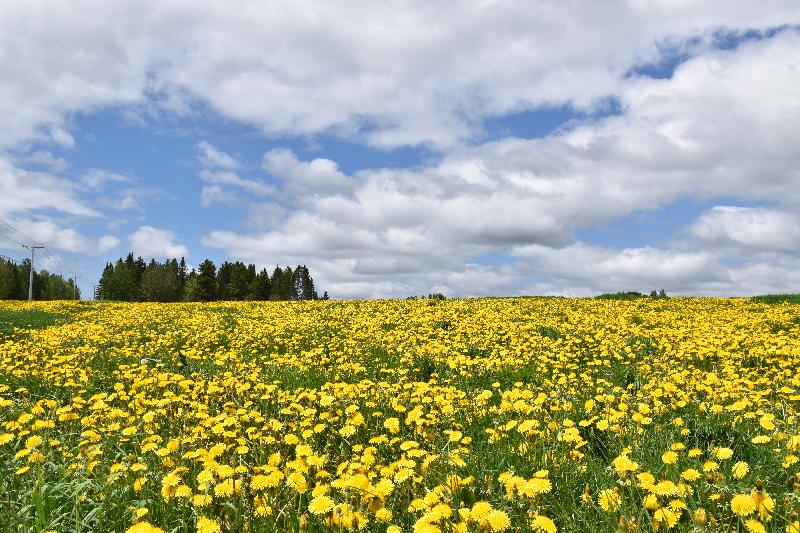 Un champ de pissenlits au printemps