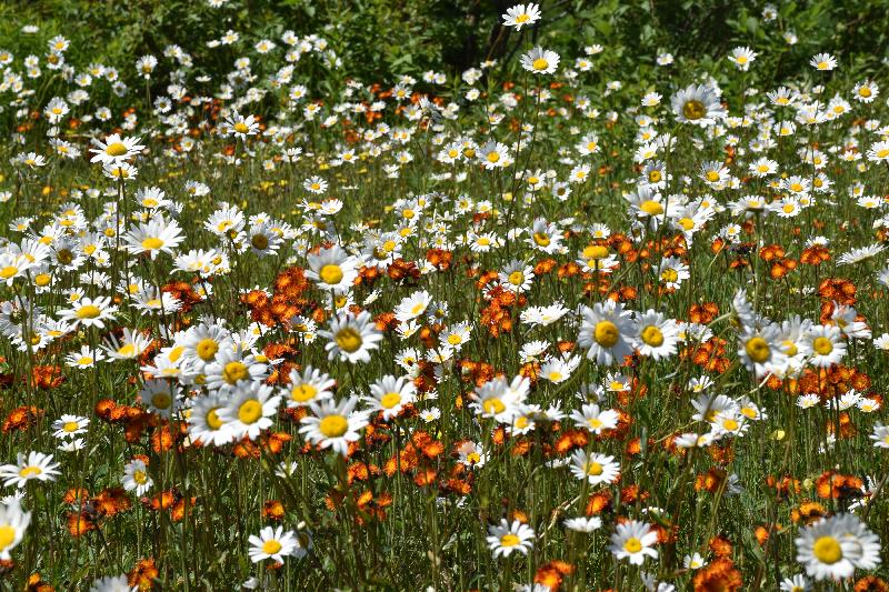 Un champ de fleurs sauvages