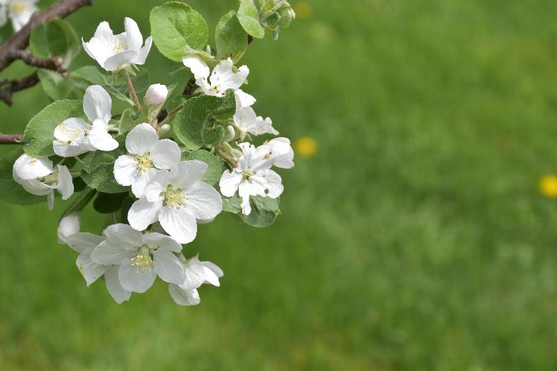 Un pommier en fleur au jardin