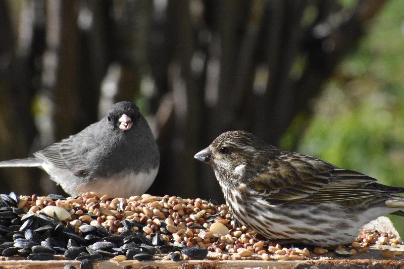 Des oiseaux à la mangeoire