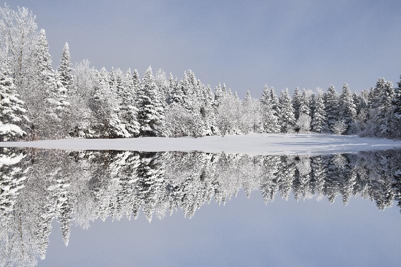 Une forêt enneigée après la tempête