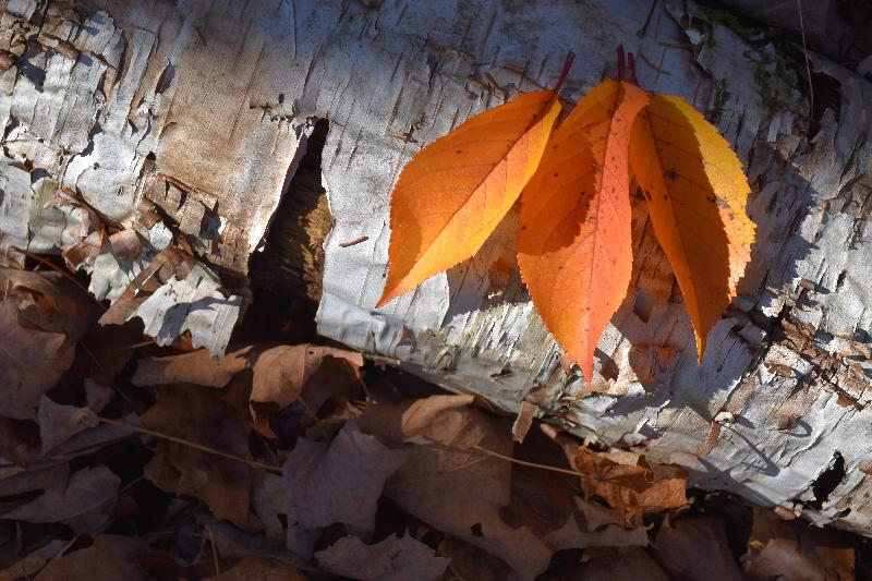 Feuillage d'automne en forêt